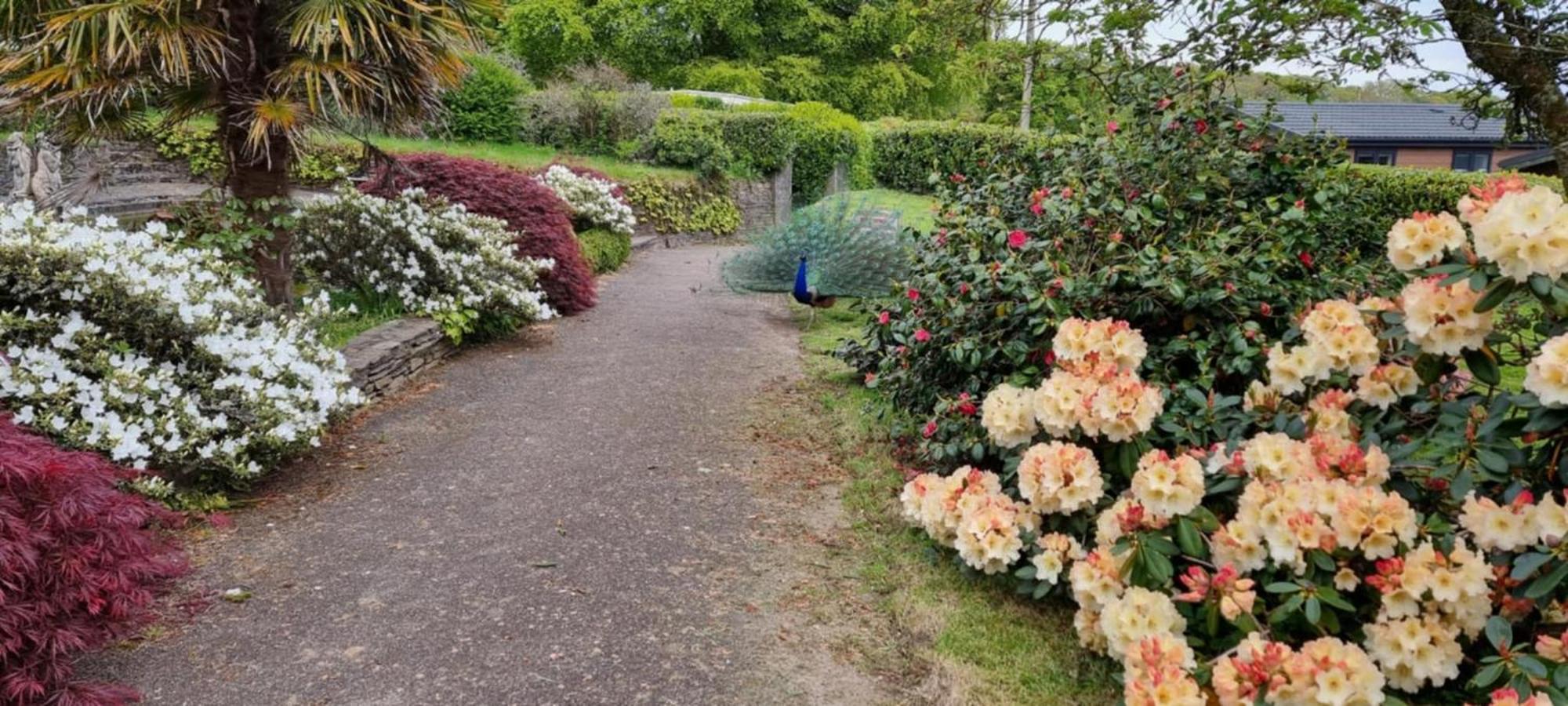 Great Trethew Manor Hotel & Self Catering Lodges Liskeard Exteriér fotografie